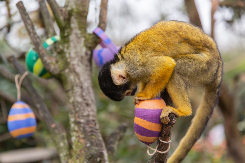 Squirrel monkeys enjoy Easter treats