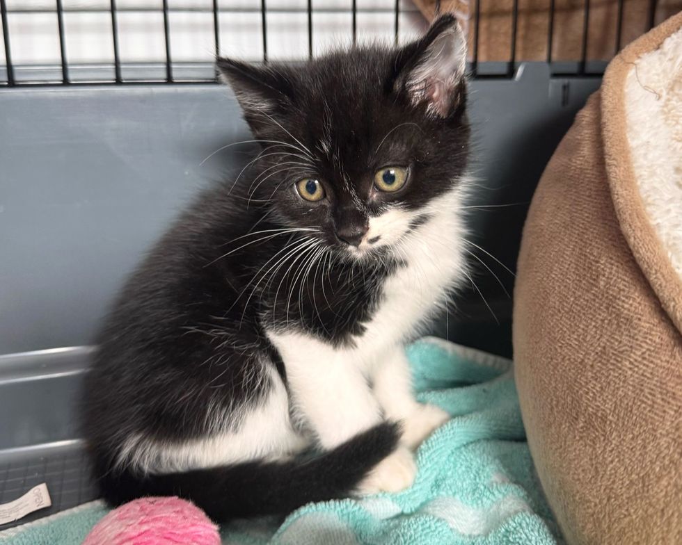 Squirrel was able to find his way to safety after his mother was killed on a road (Cats Protection/PA)