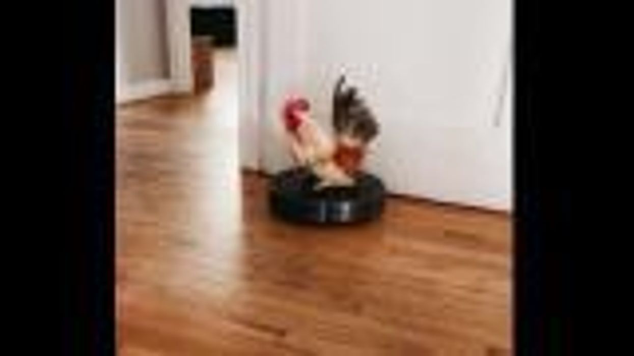 This rooster loves to surf on his family's robot vacuum cleaner