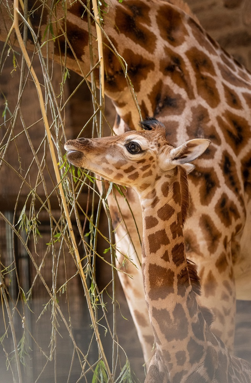 Newborn giraffe arrives with a bump at zoo
