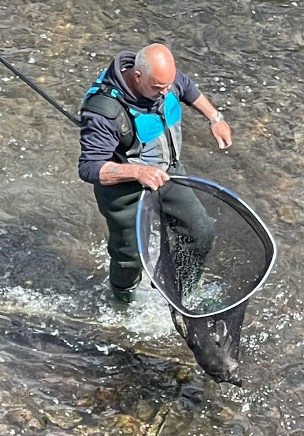 Steve Hermon from Swan Support rescuing the cygnets