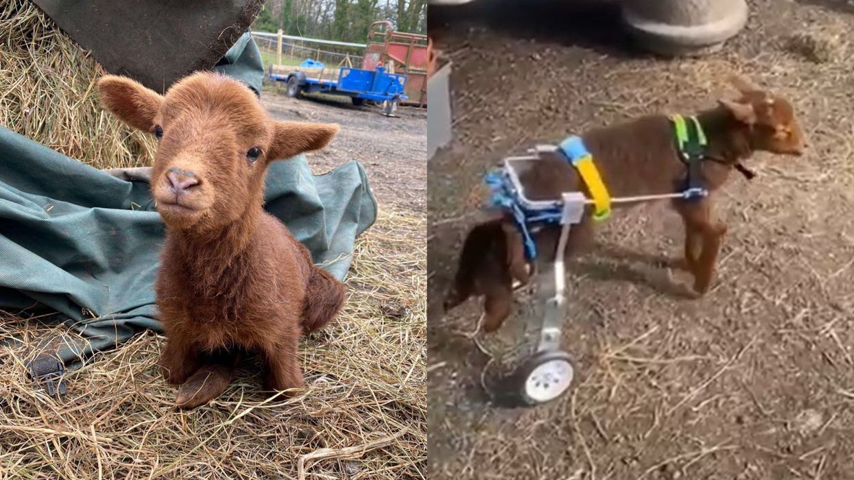 Steven the lamb lost the use of his back legs, and now walks with the help of wheels