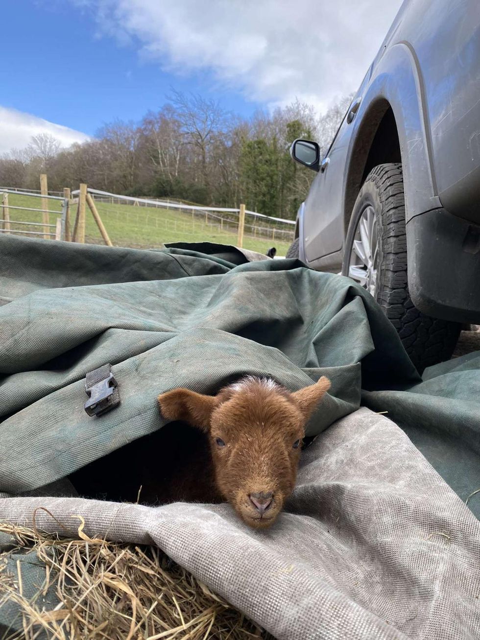 Steven the lamb lost the use of his back legs, and now walks with the help of wheels