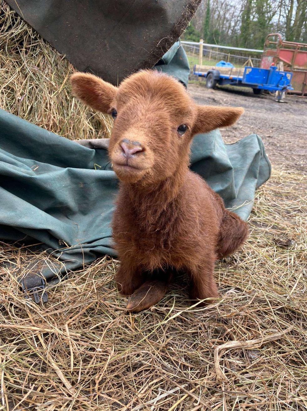 Steven the lamb lost the use of his back legs, and now walks with the help of wheels