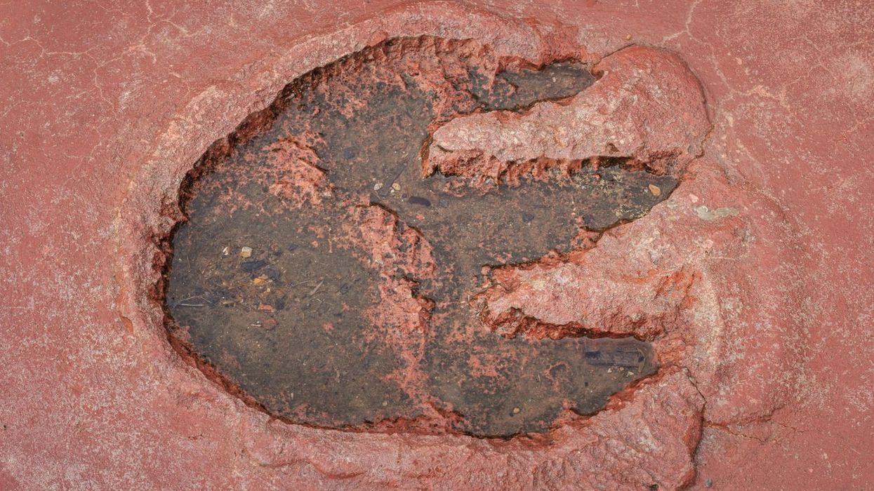 Scientists discover dinosaur footprints showing how the Earth looked 120 million years ago