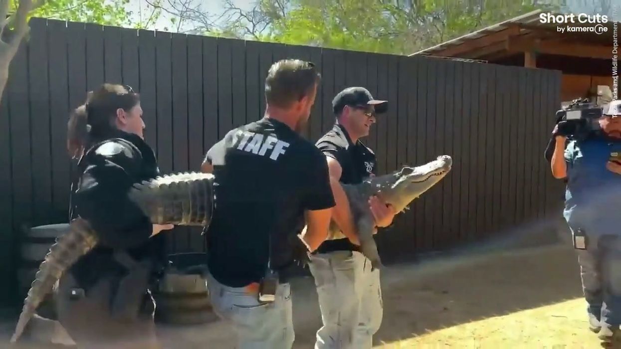 Alligator stolen when it was an egg returned to Texas zoo after 20 years
