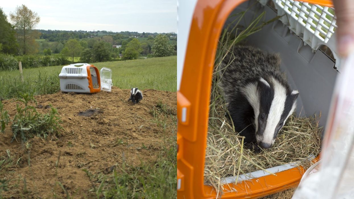 'Stormzy' the badger cub made a swift recovery after being found in a bad state after bad weather in Suffolk