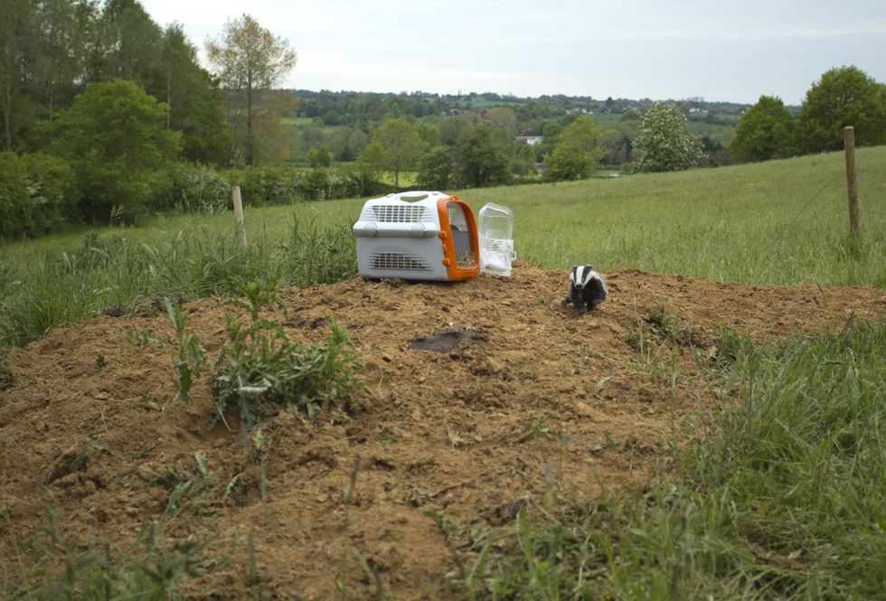 Stormzy the badger cub made a swift recovery after being found in a bad state after bad weather in Suffolk