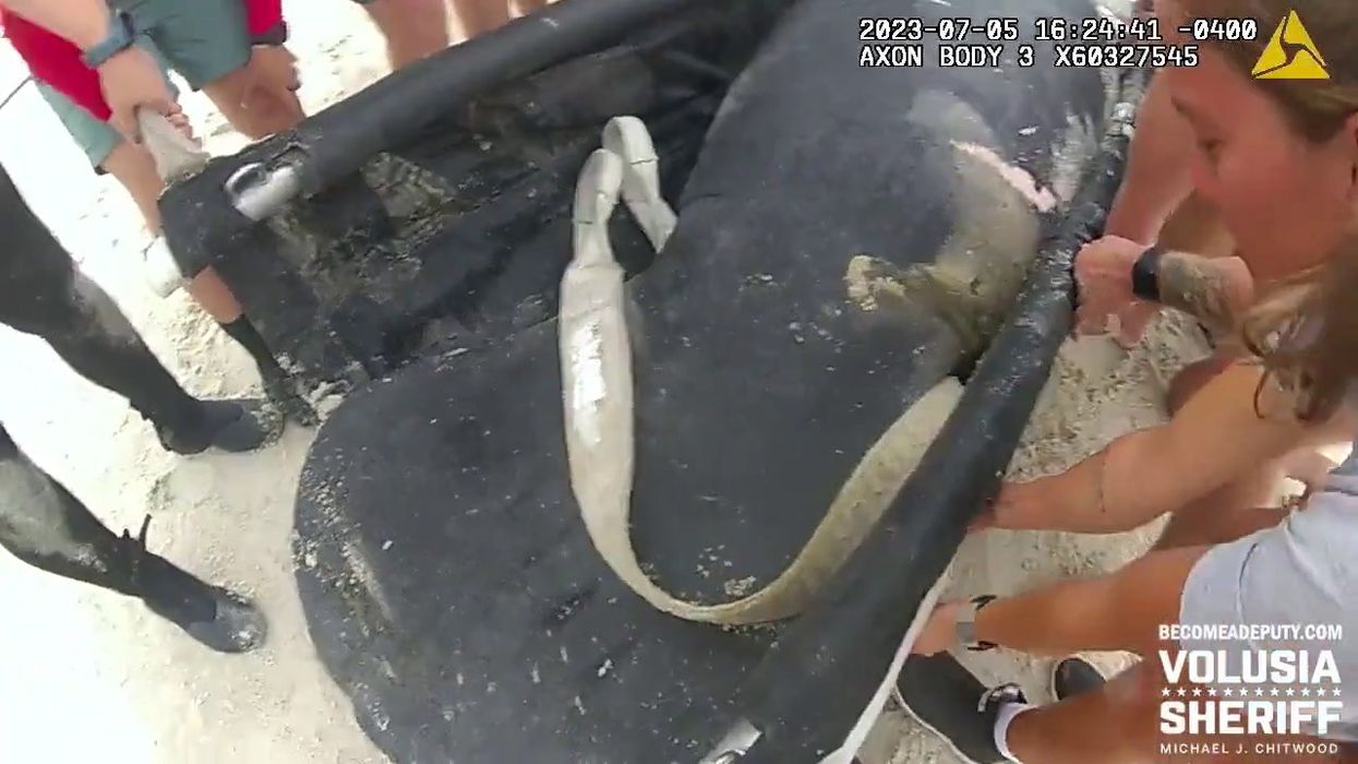 Popular manatee dies after 'intense' sex with his brother