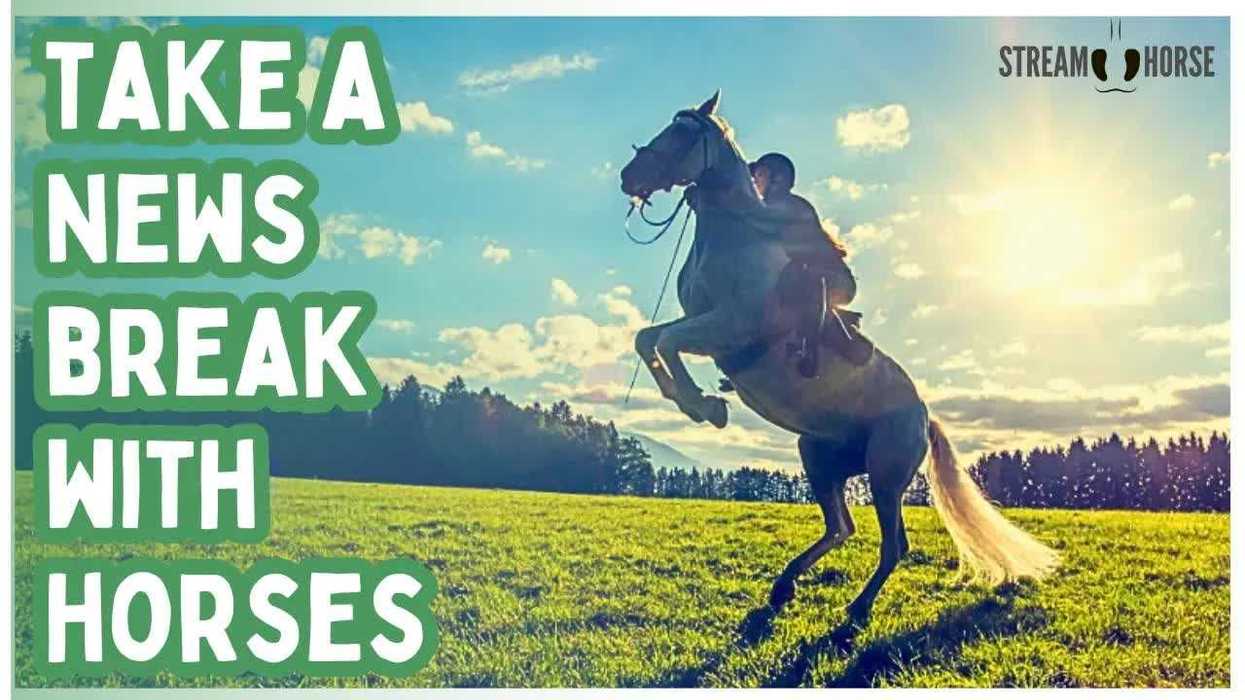 Scientists discover horses don’t just neigh – they whistle