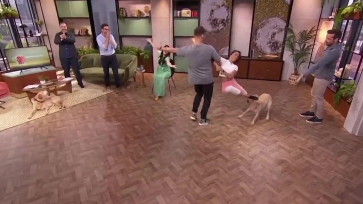 Moment Strictly Come Dancing star kicks dog in the face on live TV
