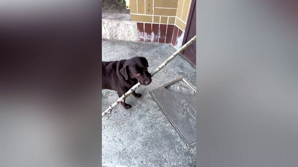 Animal experts say this is the perfect music playlist for dogs