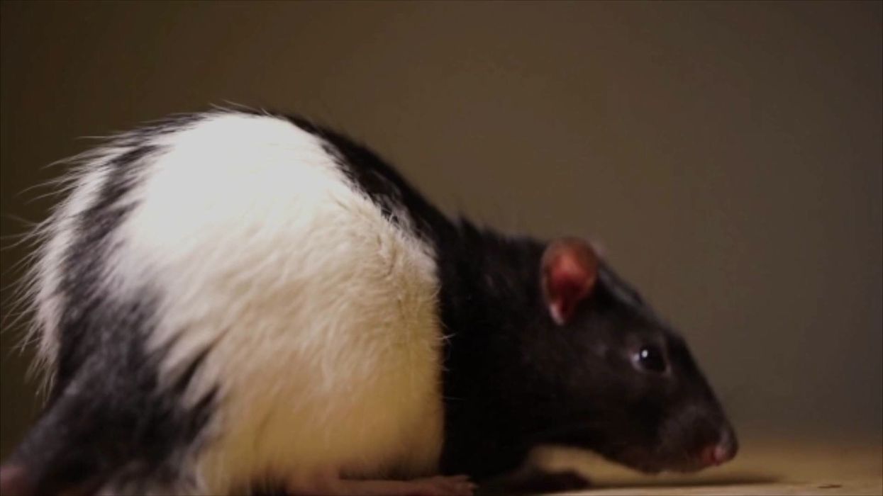 Animals are just like humans and get less sociable as they age, scientists discover
