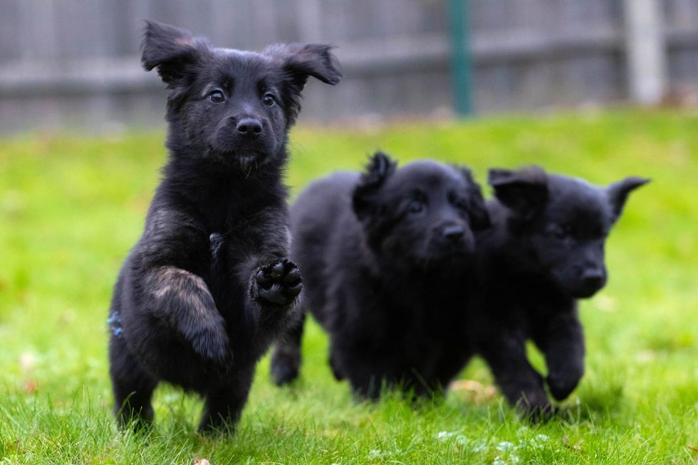 Such a large litter was described as \u2018unusual'(Guide Dogs/PA)