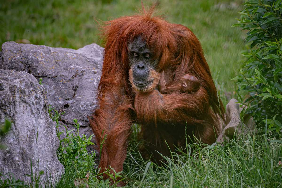 <p>Sumatran orangutan mum and baby</p>