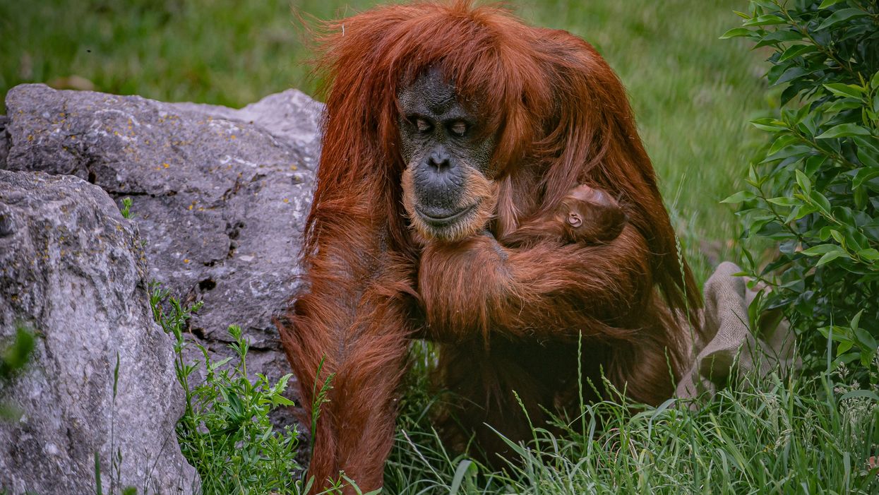 <p>Sumatran orangutan mum and baby</p>
