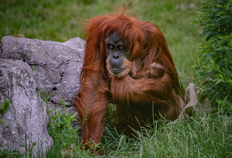 <p>Sumatran orangutan mum and baby</p>