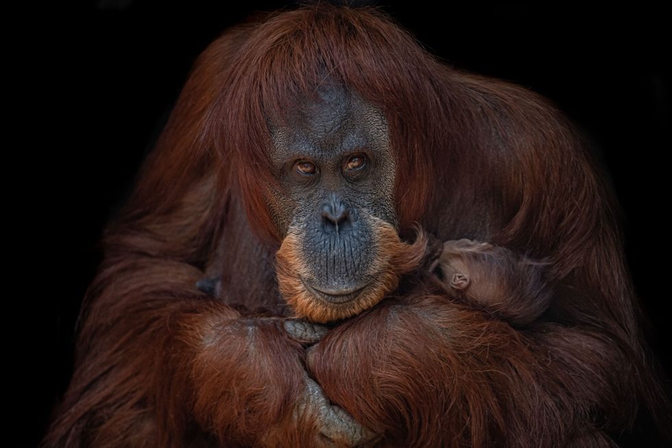 Sumatran orangutan mum Emma holds her new baby close at Chester Zoo