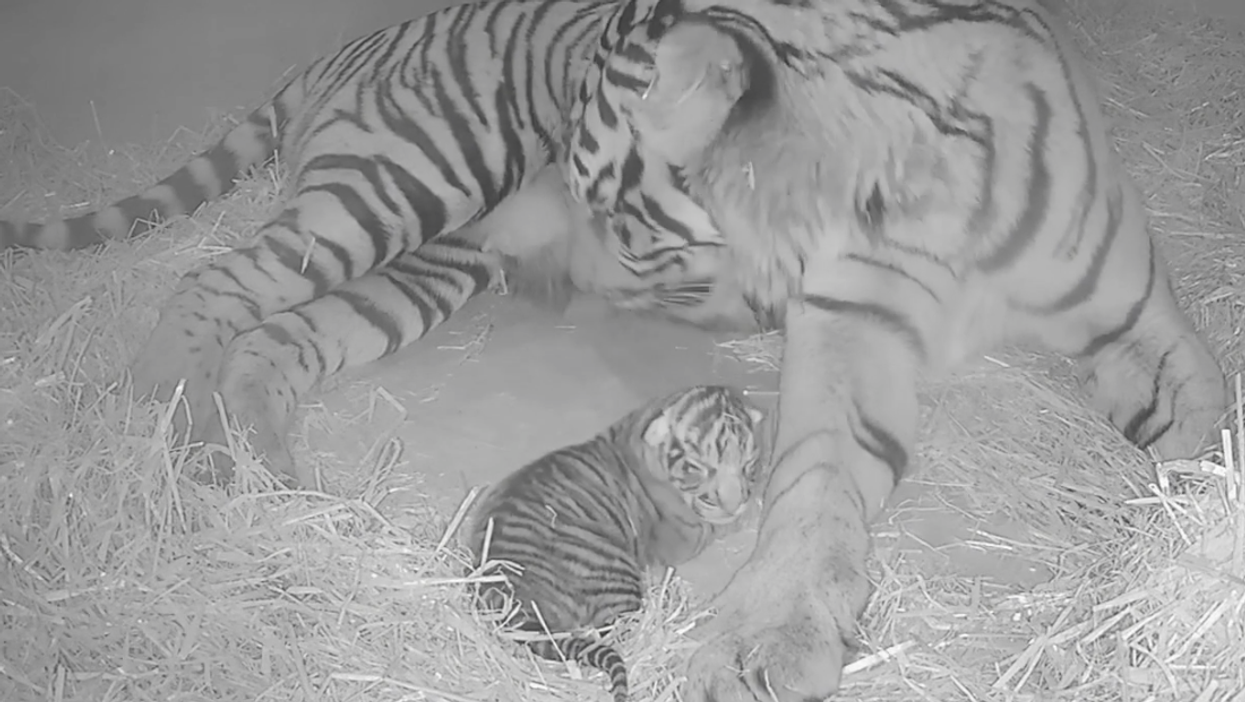 Sumatran tiger Gaysha cleaning and feeding her cub (ZSL London Zoo/PA)