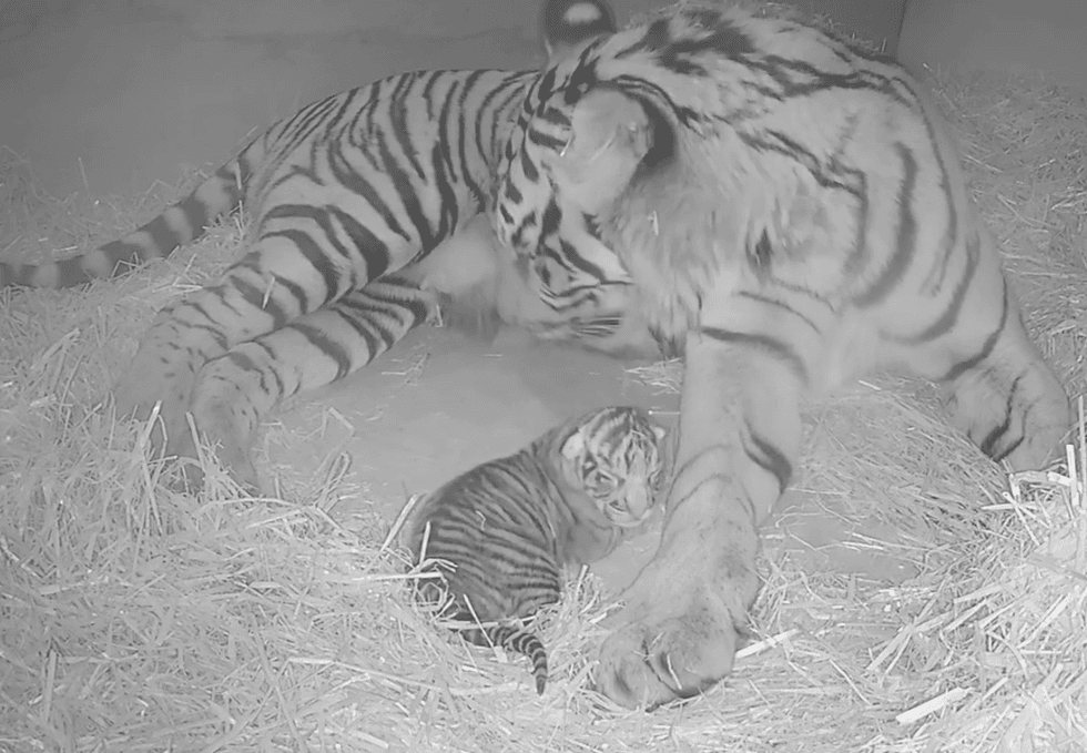 Sumatran tiger Gaysha cleaning and feeding her cub (ZSL London Zoo/PA)