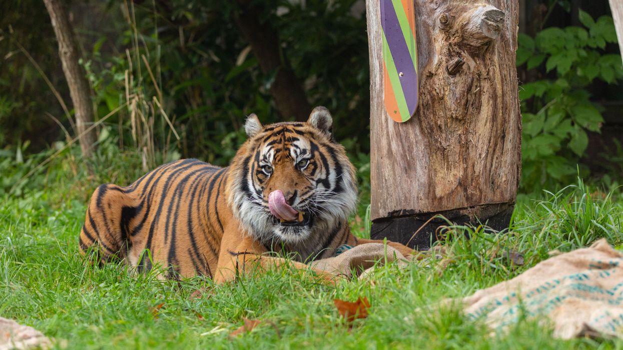 Sumatran tigers at ZSL London Zoo (Zoological Society of London)