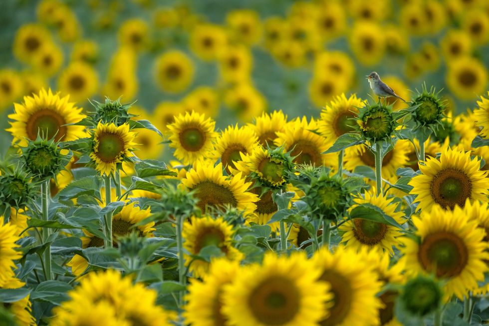 Sunflower songbird was awarded the Young Wildlife Photographer of the Year:11-14 Years Award (Andres Luis Dominguez Blanco/Wildlife Photographer of the Year/PA)