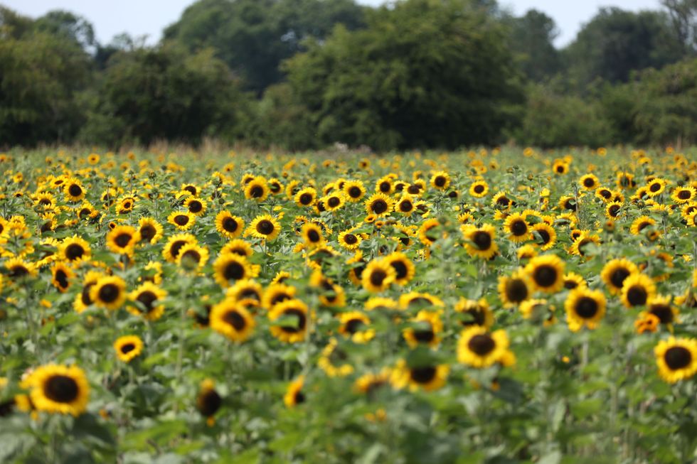 Rocketing demand for Ukraine’s national flower the sunflower – supermarket