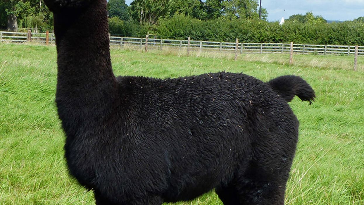 Support is building to save Geronimo the alpaca, who has been condemned to death by Defra (Helen Macdonald/PA)
