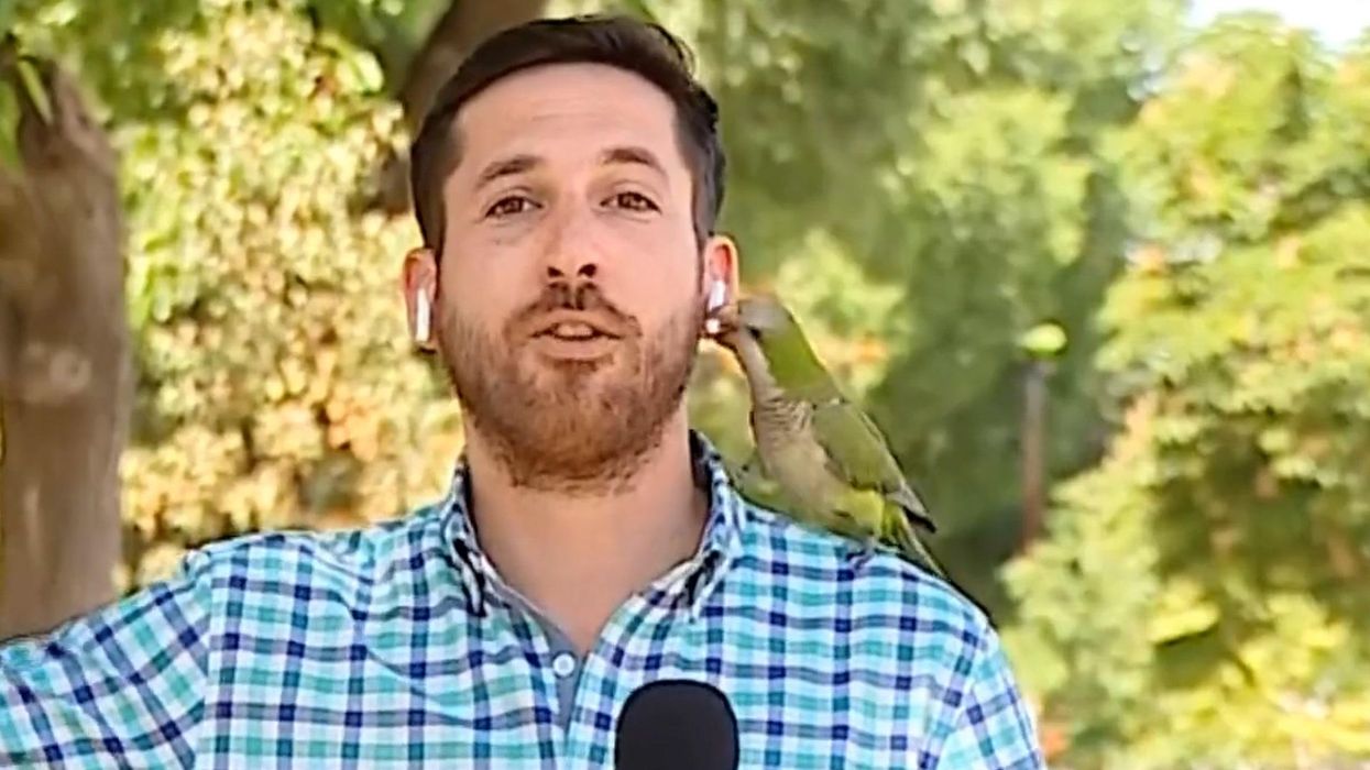Parrot steals reporter's earphone while he reports on robberies