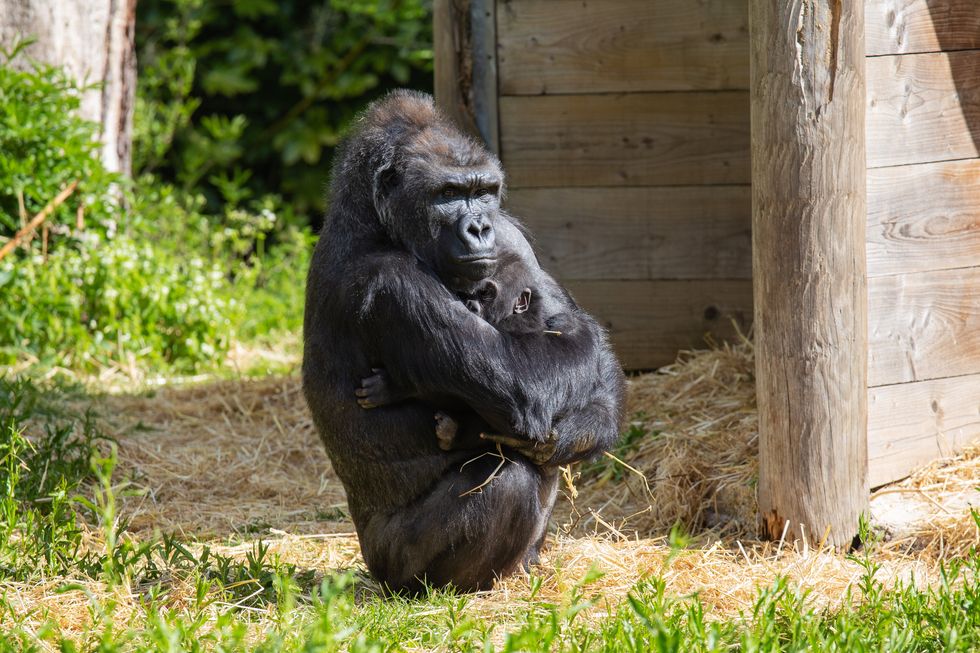 Surrogate mother Kera is now looking after baby Western lowland gorilla Hasani (Jordan Jones/Bristol Zoo Gardens/PA)