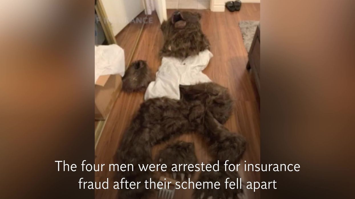 Four arrested for 'donning bear costume to damage cars and cash in off insurance'