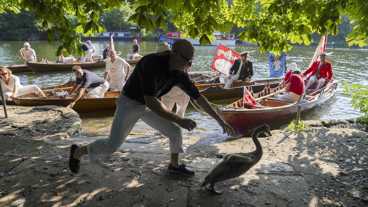 Swan Upping