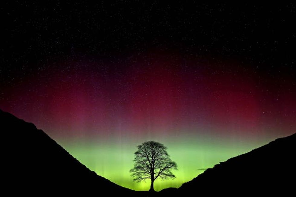 Sycamore Gap tree felled court case