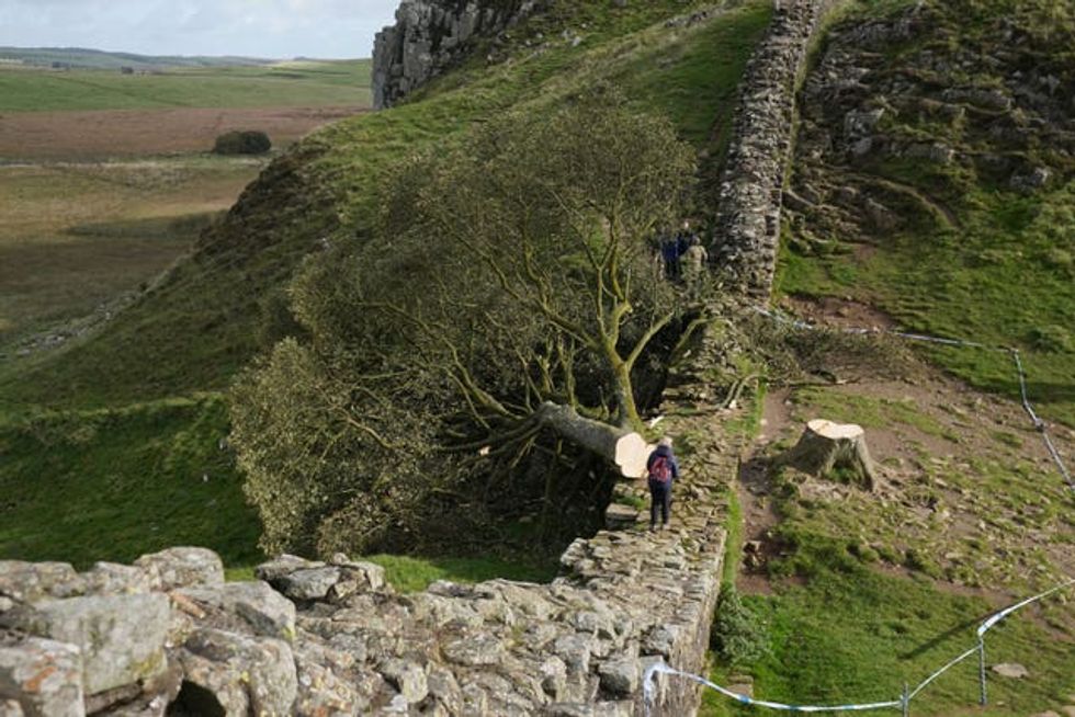 Sycamore Gap tree felled court case