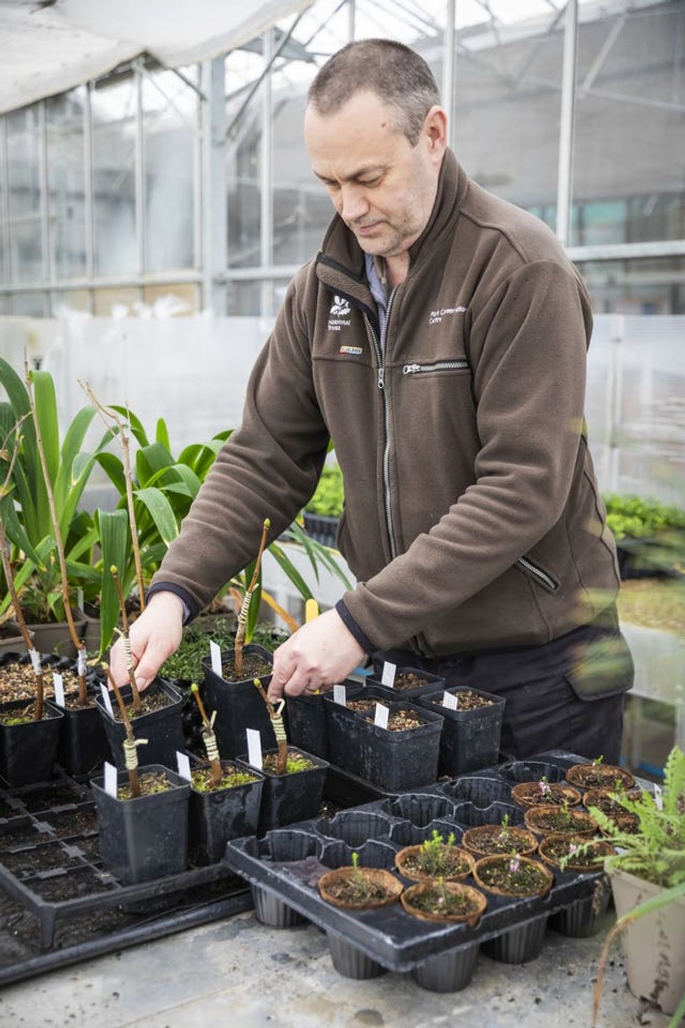 Sycamore Gap tree felled