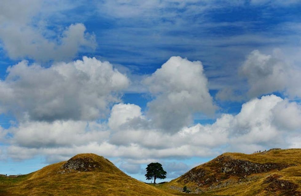Sycamore Gap tree