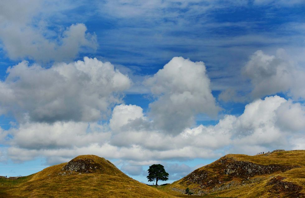 Seeds collected from Sycamore Gap ‘spring into life’ at National Trust centre