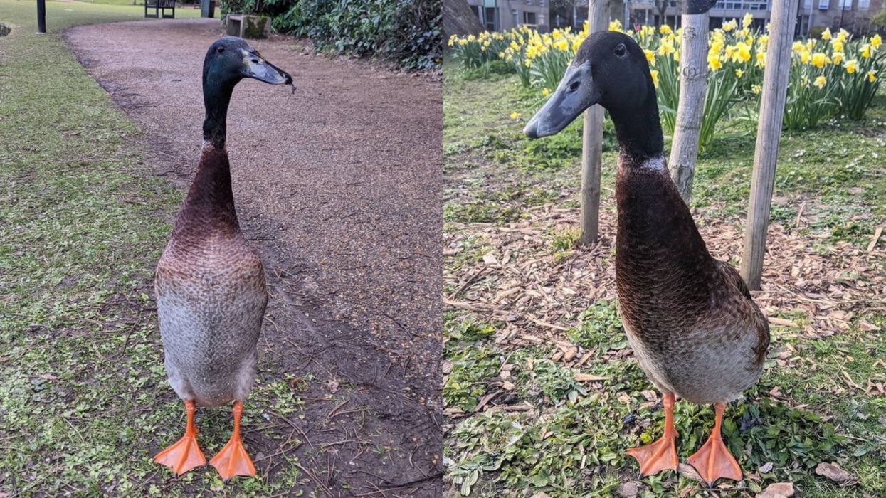 Tall duck goes viral for impressive stature
