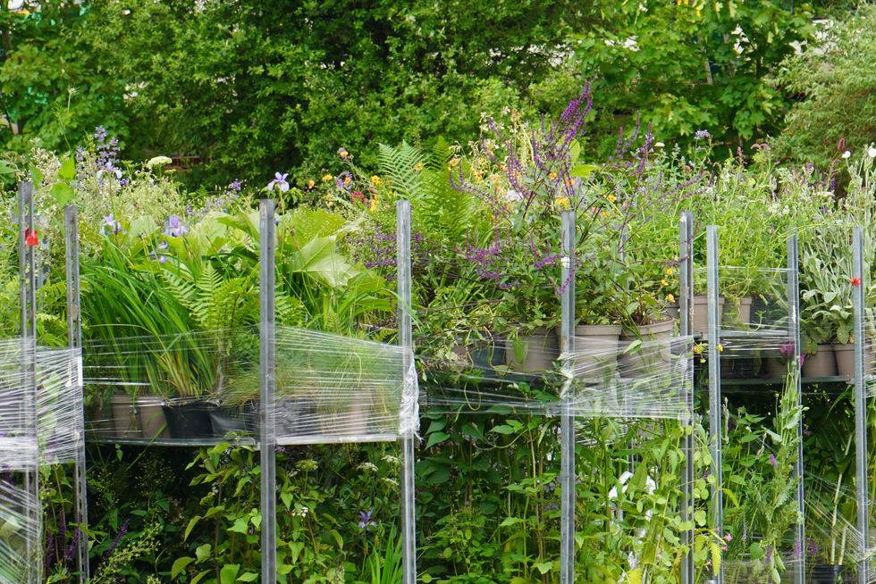 Barking up the right tree: Monty Don’s garden brings joy to dogs after ...