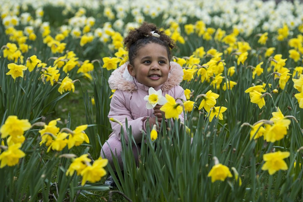 Tallulah-Monroe Fabiola plays in a patch of daffodils