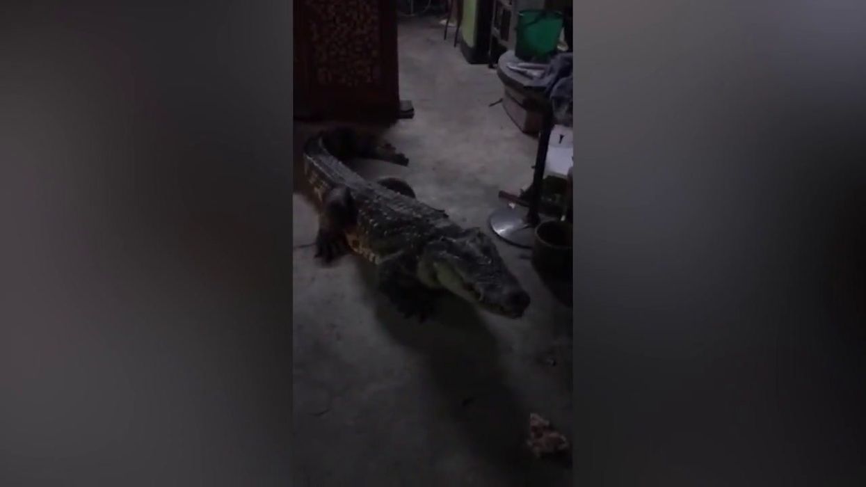 'Tame' crocodile has been trained to live with family like a pet dog