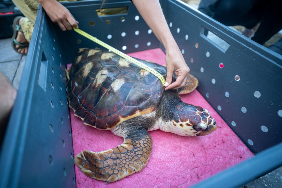 Tape measure being used to measure a turtle