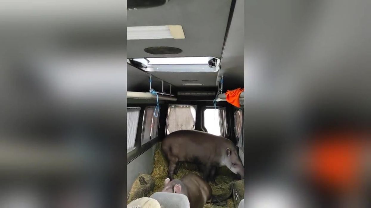 Rare tapirs rescued from Ukrainian zoo where three keepers have died and animals starve