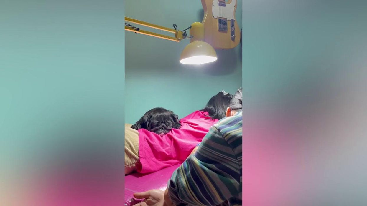 Tattoo artist's dog becomes 'support animal' for those getting inked