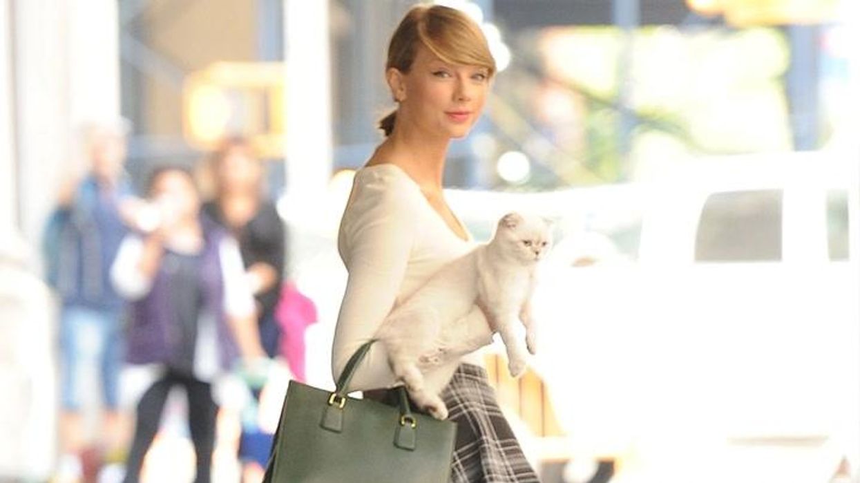 Taylor Swift's cat is the world's richest pet with amazing net worth