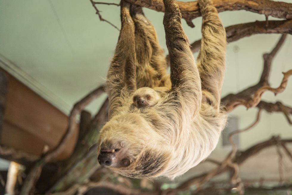 Terry is named after long-serving London Zoo keeper Terry March (ZSL London Zoo)
