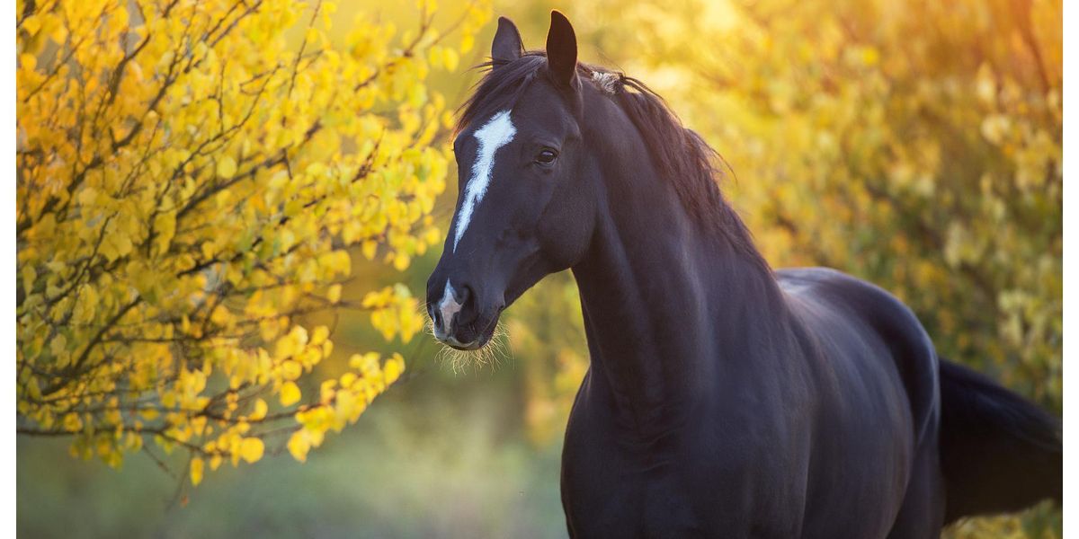Texas Man Gets 10 year Prison Sentence For Having Sex With Horse Indy100 texas-man-gets-10-year-prison-sentence-for-having-sex-with-horse-indy100