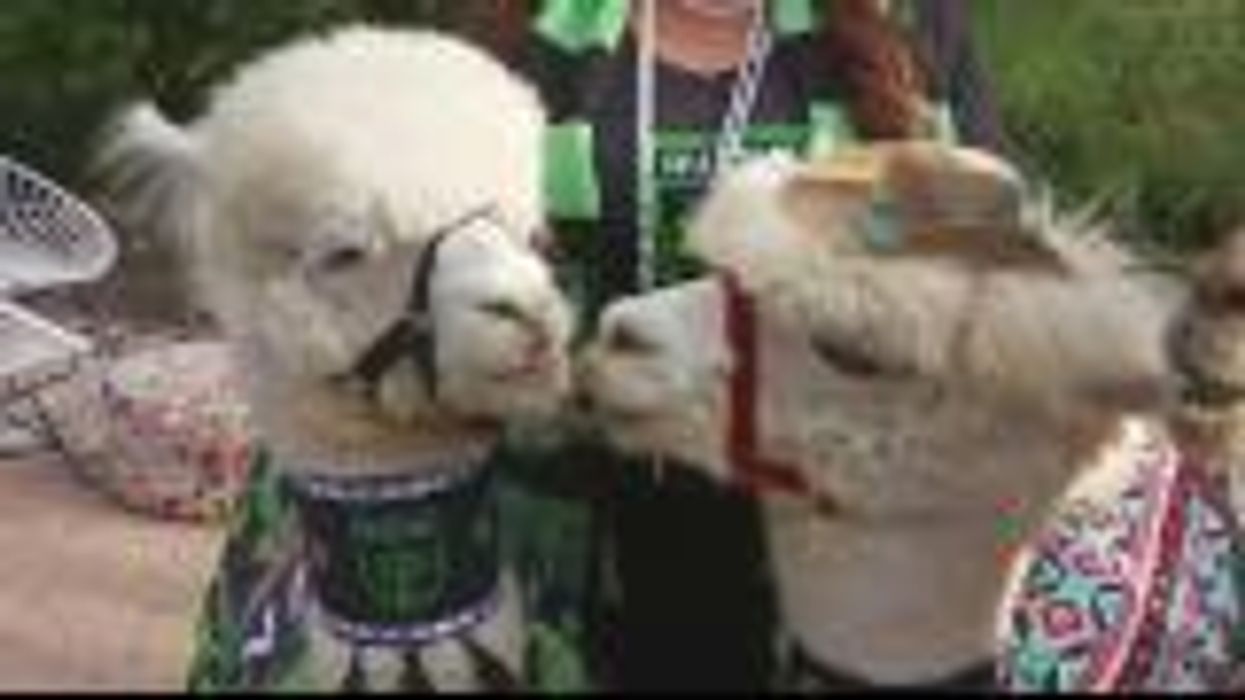 Alpacas dressed as bride and groom steal show at wedding