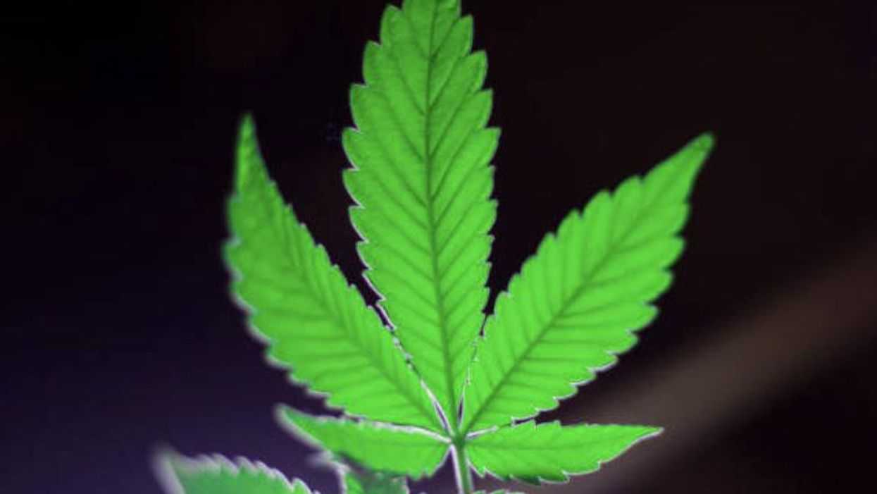 What a dope: Cannabis grower caught after leaving plants on his window sill