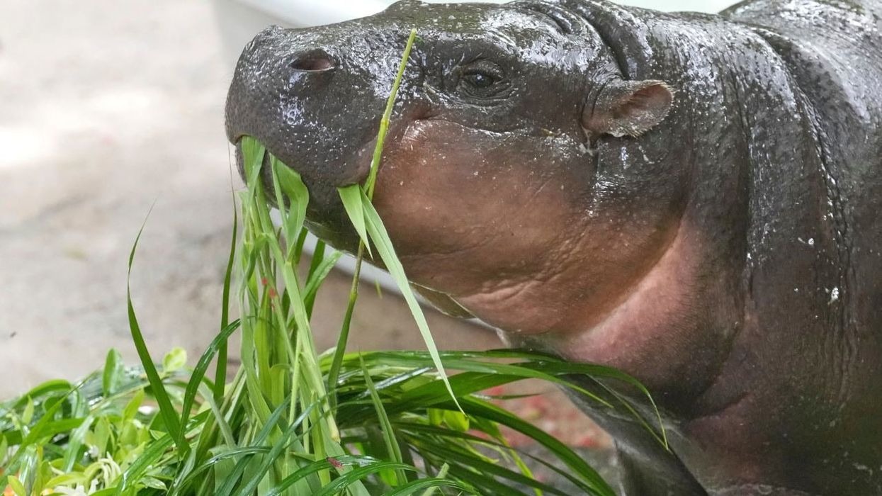 Moo Deng fans worldwide travel to Thailand to celebrate the hippo's 1st birthday